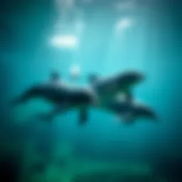 Dolphins swimming gracefully in the sanctuary
