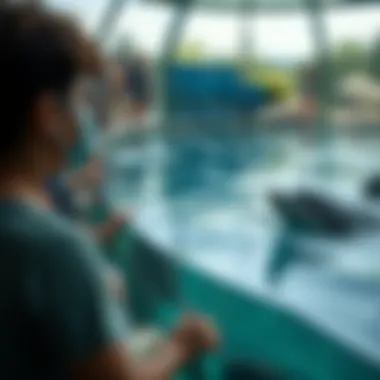 Visitors observing dolphins in a naturalistic habitat