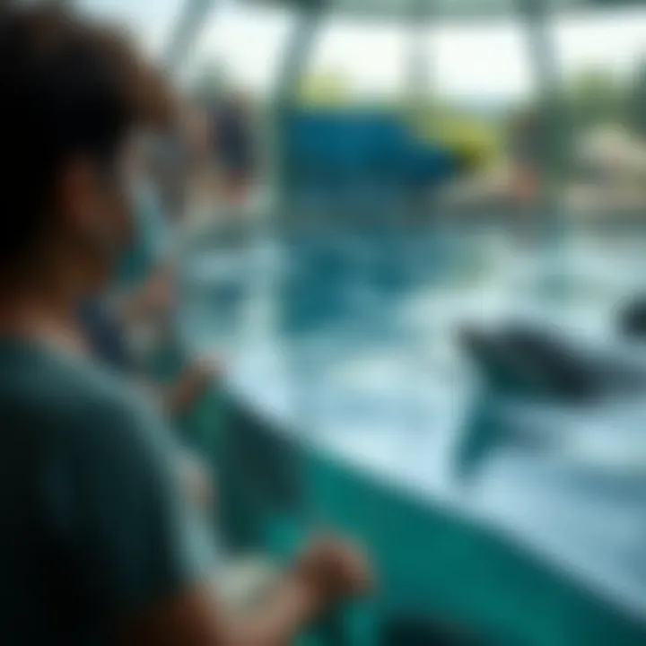 Visitors observing dolphins in a naturalistic habitat